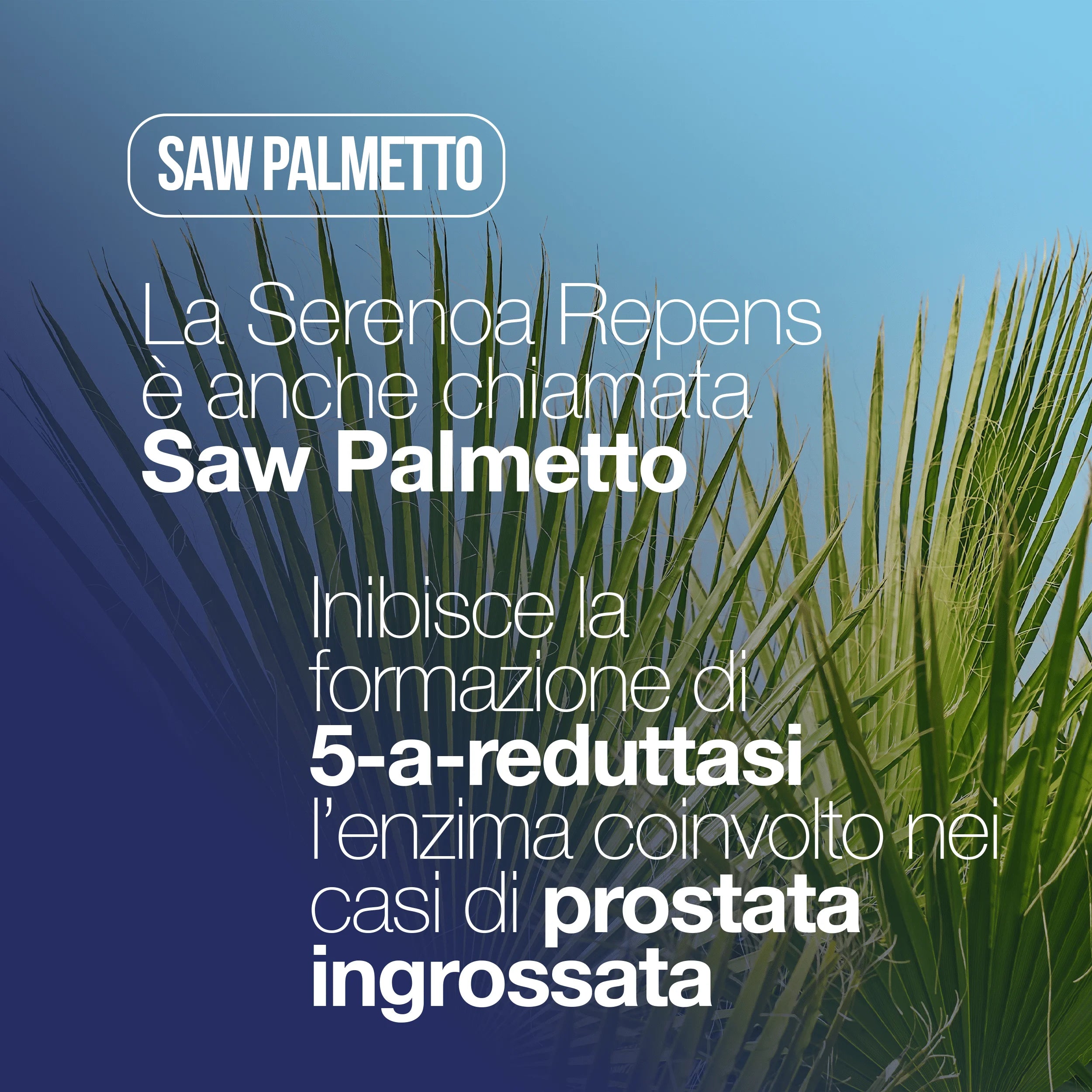 SERENOA REPENS, Prostate Supplement 60 Tablets with: Saw Palmetto, Boswellia, Pumpkin and Lycopene. Serenoa Repens Prostate 640mg with: Nettle, Pomegranate and Epilobium. Prostate Supplement Powerful Formula | LAGA Pharma. LA